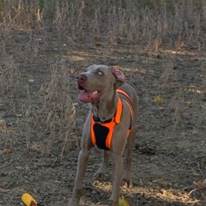 Meet your Posher, Terry